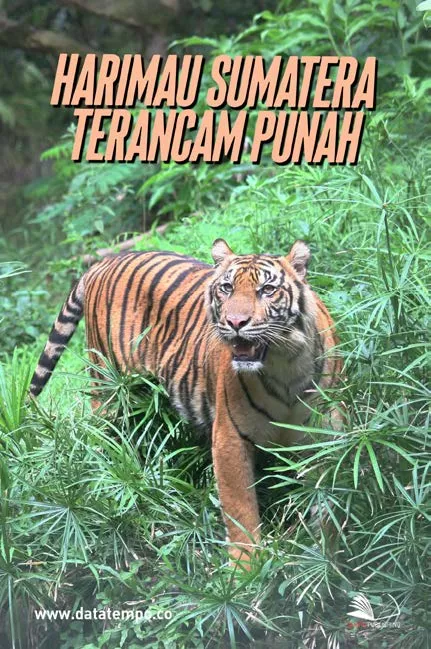 Harimau Sumatera Terancam Punah