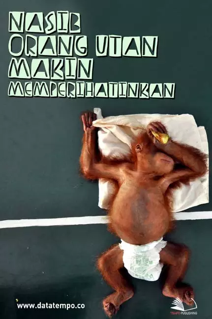 Nasib Orang Utan Makin Memperihatinkan