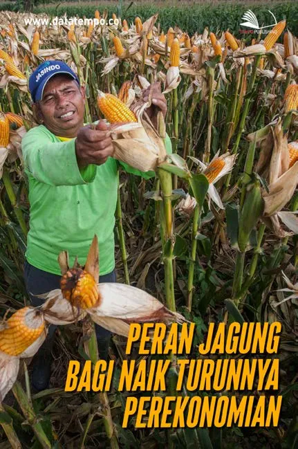 Peran Jagung Bagi Naik Turunnya Perekonomian