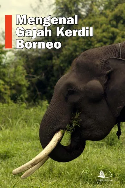 Mengenal Gajah Kerdil Borneo