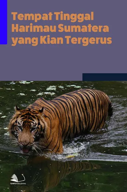 Tempat Tinggal Harimau Sumatera yang Kian Tergerus