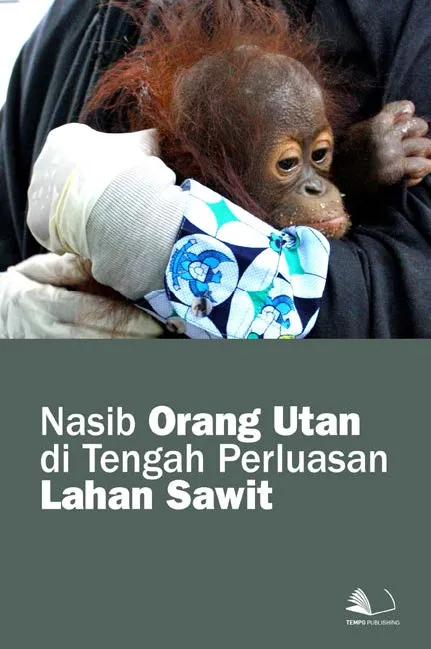 Nasib Orang Utan di Tengah Perluasan Lahan Sawit