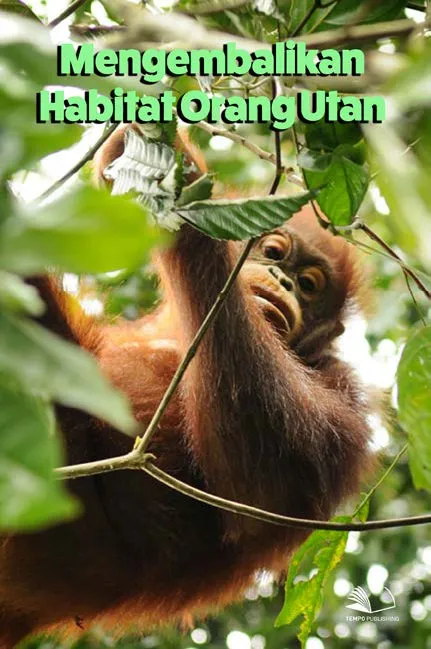 Mengembalikan Habitat Orang Utan