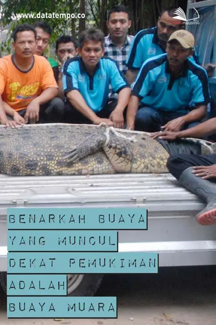 Benarkah Buaya yang Muncul Dekat Pemukiman Adalah Buaya Muara