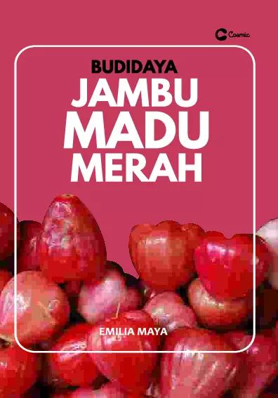 Budidaya JAMBU MADU MERAH