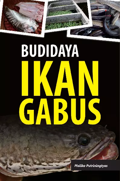 Budidaya Ikan Gabus