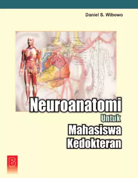 Neuroanatomi