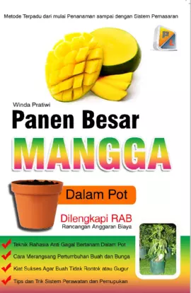 Panen Besar Mangga Dalam Pot