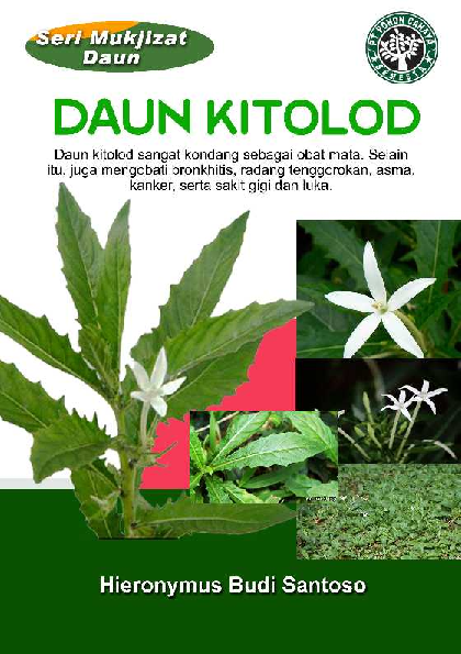 Seri Mukjizat Daun: Daun Kitolod (Daun kitolod sangat kondang sebagai obat mata. Selain itu, juga mengobati bronkhitis, radang tenggorokan, asma, kanker, serta sakit gigi dan luka)