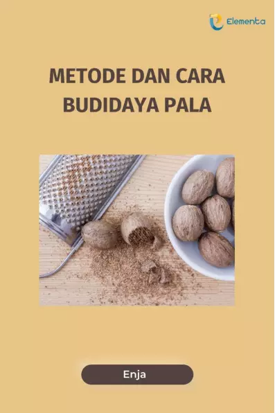 Metode dan Cara Budidaya Pala