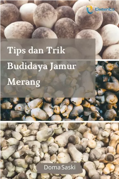 Tips dan Trik Budidaya Jamur Merang