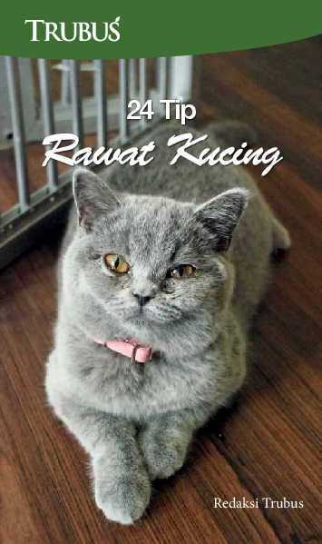 24 Tip Rawat Kucing