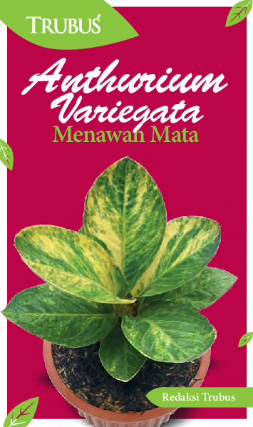 Anthurium Variegata Menawan Mata