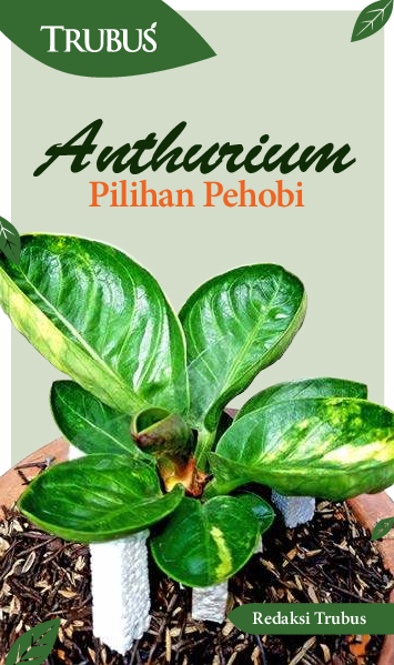 Anthurium Pilihan Pehobi