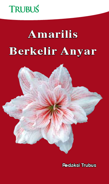 Amarilis Berkelir Anyar