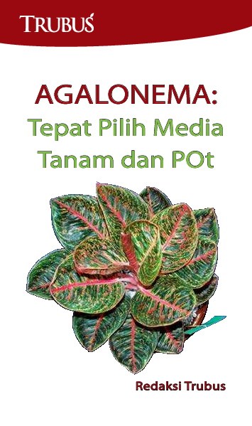 Agalonema: Tepat Pilih Media Tanam dan Pot