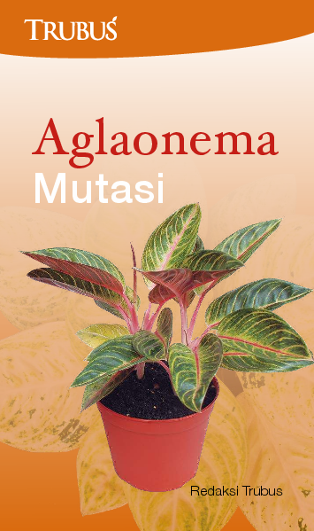 Aglaonema Mutasi