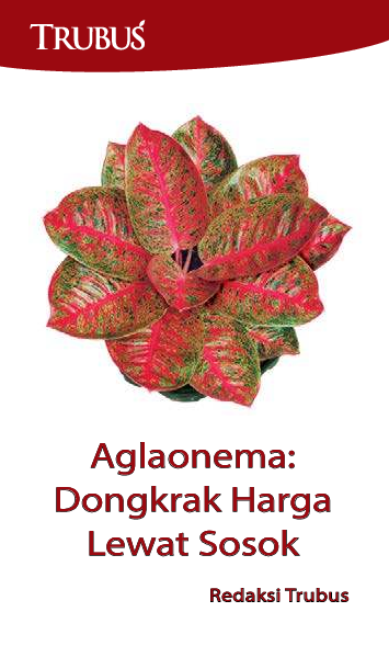 Aglaonema: Dongkrak Harga Lewat Sosok