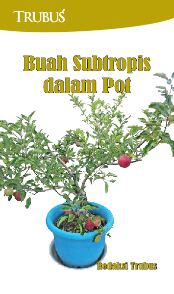 Buah Subtropis dalam Pot