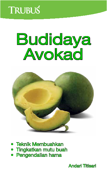 Budidaya Avokad : Teknik membuahkan; Tingkatkan mutu buah; Pengendalian hama