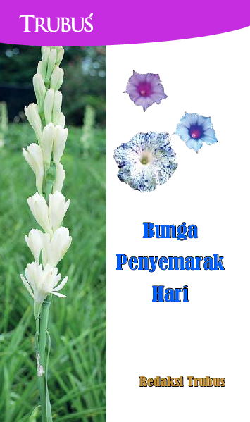 Bunga Penyemarak Hari