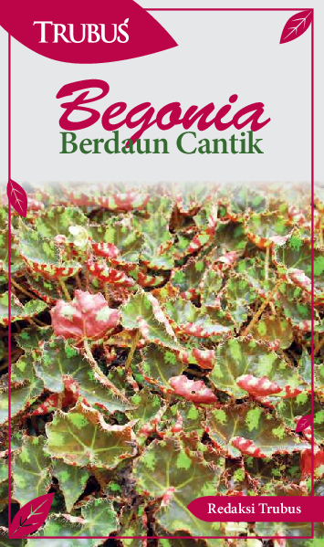 Begonia Berdaun Cantik