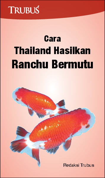 Cara Thailand Hasilkan Ranchu Bermutu