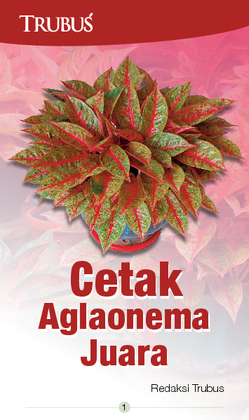 Cetak Aglaonema Juara