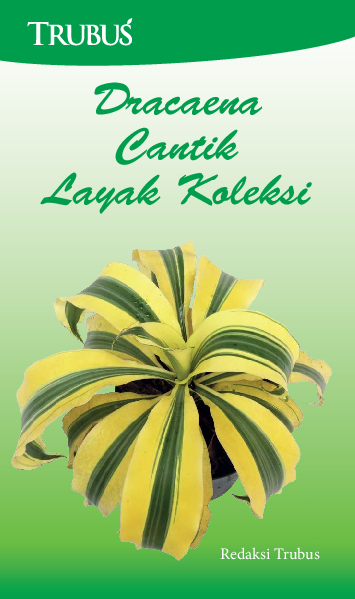 Dracaena Cantik Layak Koleksi