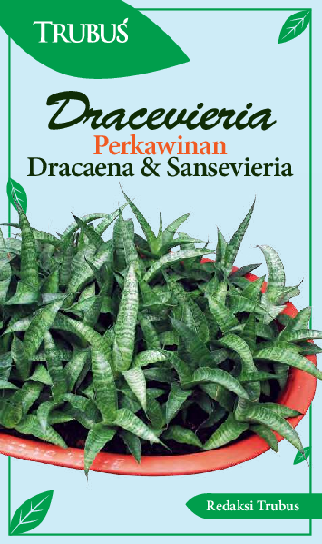 Dracevieria Perkawinan Dracaena dan Sansevieria