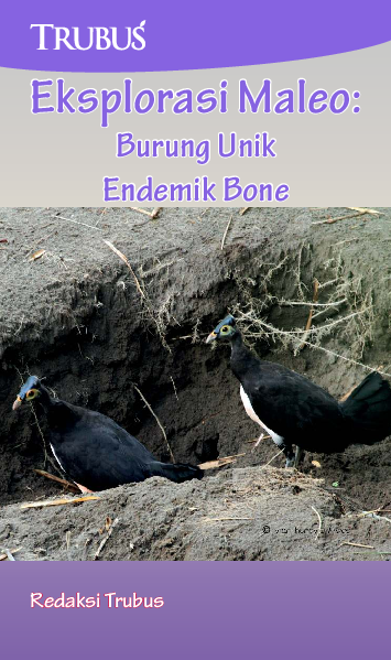 Eksplorasi Maleo : Burung Unik Endemik Bone