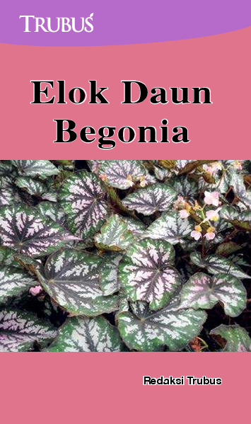 Elok Daun Begonia