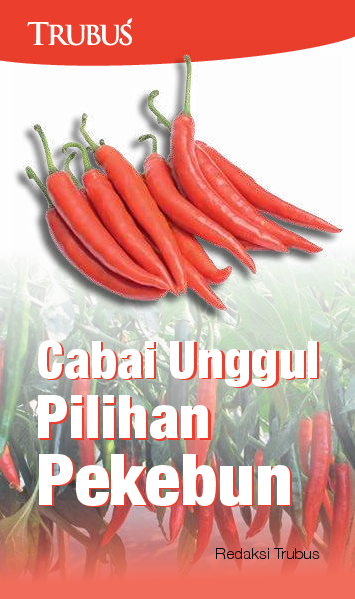 Cabai Unggul Pilihan Pekebun