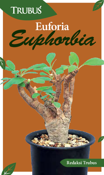 Euforia Euphorbia