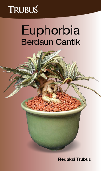 Euphorbia Berdaun Cantik