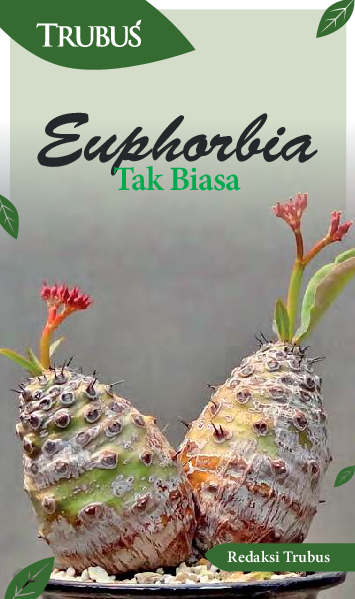 Euphorbia Tak Biasa