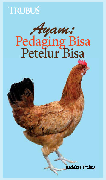 Ayam: Pedaging Bisa Petelur Bisa