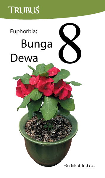 Euphorbia: Bunga 8 Dewa