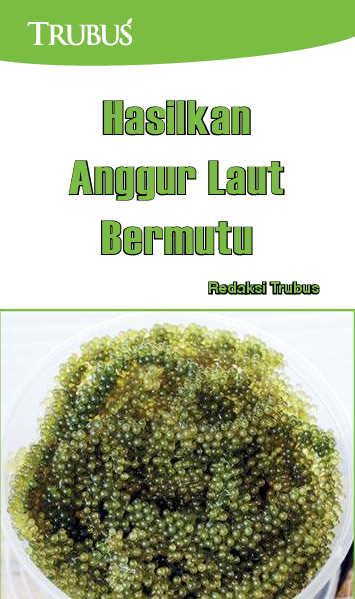 Hasilkan Anggur Laut Bermutu