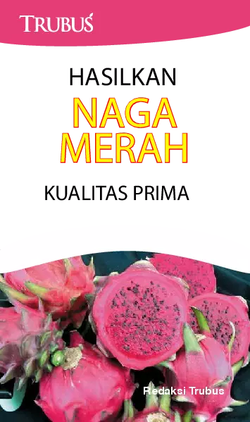 Hasilkan Naga Merah Kualitas Prima