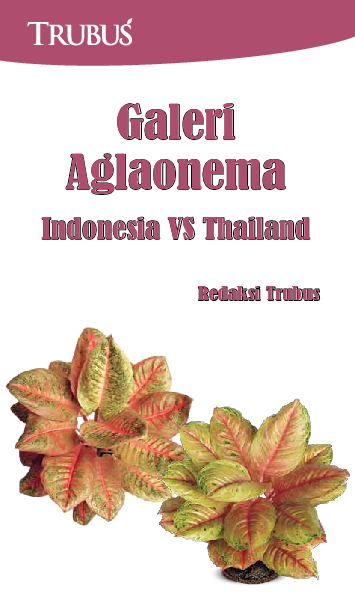 Galeri Aglaonema: Indonesia VS Thailand