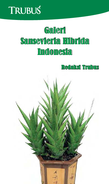 Galeri Sansevieria Hibrida Indonesia