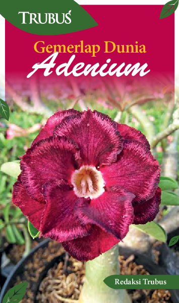 Gemerlap Dunia Adenium