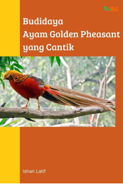 Budidaya Ayam Golden Pheasant yang Cantik