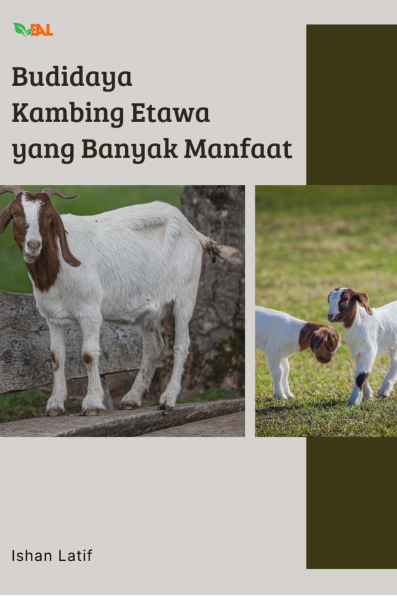 Budidaya Kambing Etawa yang Banyak Manfaat