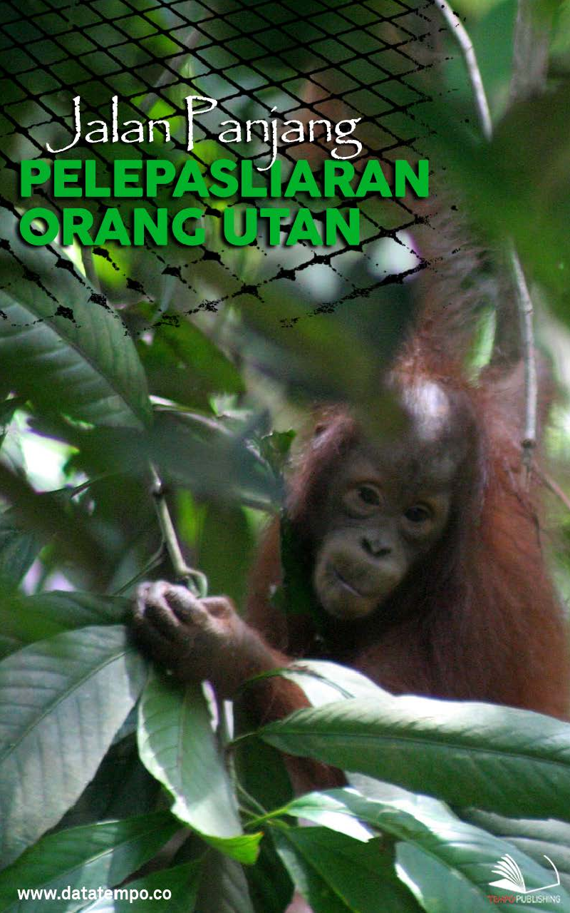 Jalan Panjang Pelepasliaran Orang Utan