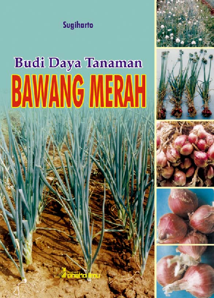 Budidaya Tanaman Bawang Merah