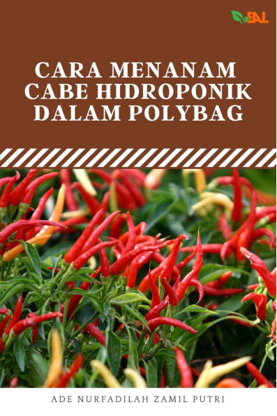 Cara Menaman Cabe Hidroponik dalam Polybag