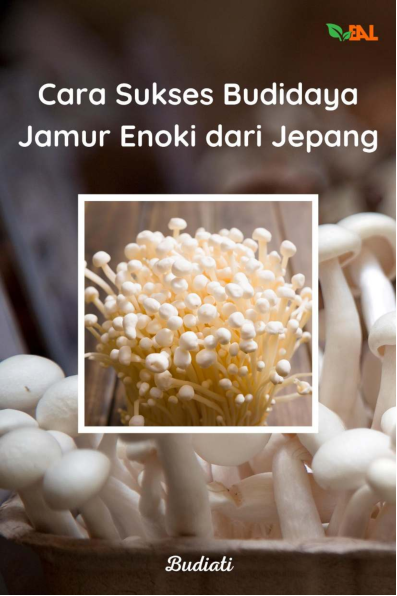 Cara Sukses Budidaya Jamur Enoki dari Jepang