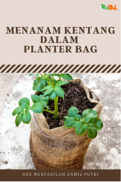 Menanam Kentang dalam Planter Bag